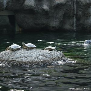 Budapest Zoo 2003 - Mixed Turtle and Common Seal pool
