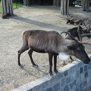Budapest Zoo 2003 - Reindeer