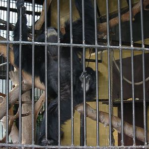 Budapest Zoo 2003 - Siamang in an old cage