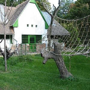 Budapest Zoo 2003 - New primate exhibit with hotwire