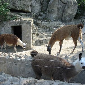 Budapest Zoo 2003 - Llama exhibit