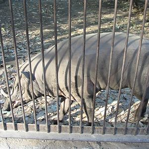 Budapest Zoo 2003 - Babirusa