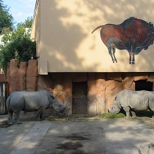 Budapest Zoo 2003 - White Rhinoceros exhibit