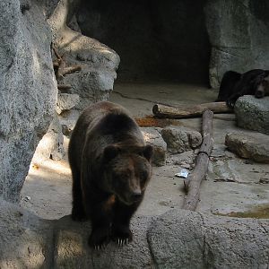 Budapest Zoo 2003 - Brown Bears