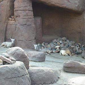 Arnhem Zoo 2004 - Bighorn Sheep