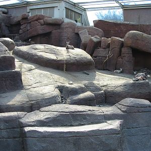 Arnhem Zoo 2004 - Bighorn Sheep exhibit inside the Desert building