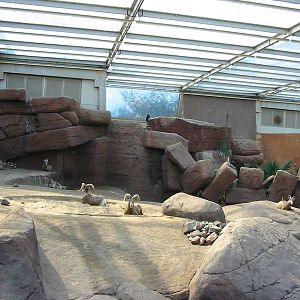 Arnhem Zoo 2004 - Bighorn Sheep exhibit inside the Desert building