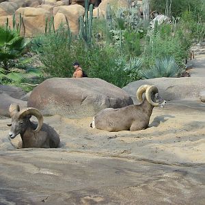Arnhem Zoo 2004 - Bighorn Sheep bucks