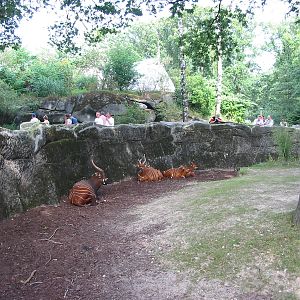 Arnhem Zoo 2004 - Bongo exhibit