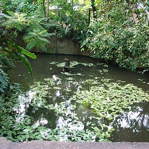 Arnhem Zoo 2004 - Manatee exhibit seen from above in the Bush building