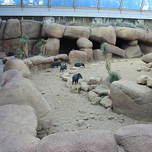 Arnhem Zoo 2004 - Collared Peccary exhibit inside the Desert building