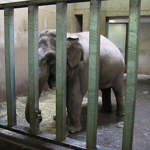 Arnhem Zoo 2004 - Asiatic elephant indoors