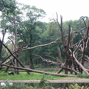 Arnhem Zoo 2004 - Outdoor Chimpanzee exhibit