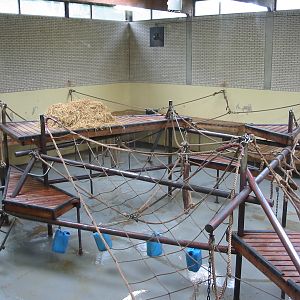 Arnhem Zoo 2004 - Indoor Chimpanzee exhibit