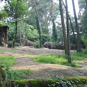 Arnhem Zoo 2004 - Asiatic Elephant exhibit