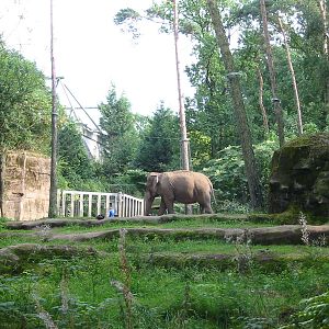 Arnhem Zoo 2004 - Asiatic Elephant exhibit