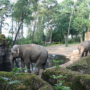 Arnhem Zoo 2004 - Asiatic Elephant exhibit