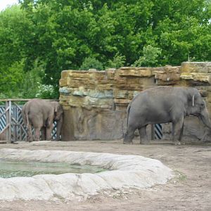 Chester Zoo 2003 - Asiatic Elephant exhibit