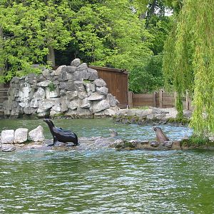 Chester Zoo 2003 - California Sea Lion exhibit