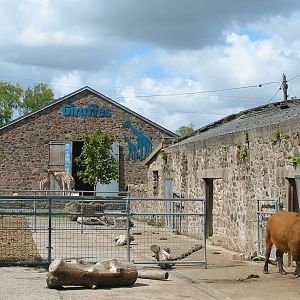 Chester Zoo 2003 - Congo Buffalo and Giraffe House