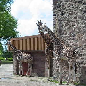 Chester Zoo 2003 - Giraffes
