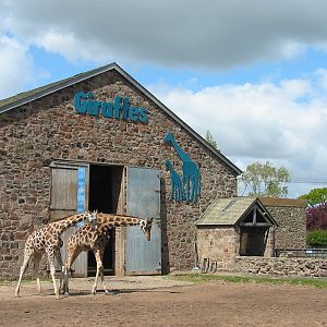 Chester Zoo 2003 - Giraffe House