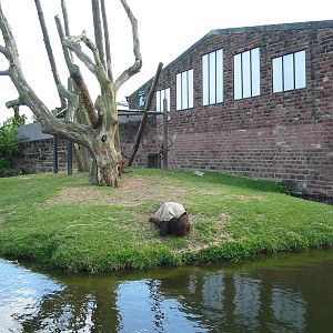 Chester Zoo 2003 - Orangutan exhibit