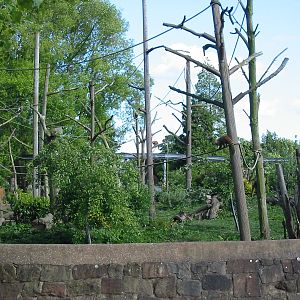 Chester Zoo 2003 - Coatimundi exhibit