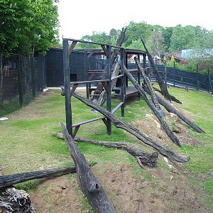 Colchester Zoo 2003 - Gelada Baboon exhibit