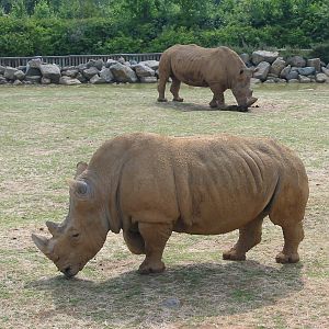 Colchester Zoo 2003 - White Rhinoceros