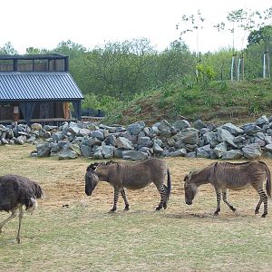 Colchester Zoo 2003 - The famous Zeedonk hybrids