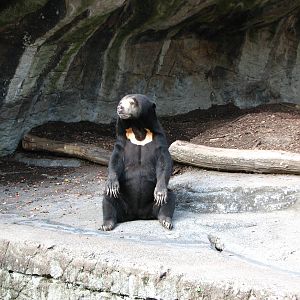 Basel Zoo 2006 - Malayan Sun Bear