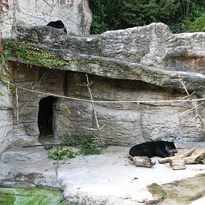 Basel Zoo 2006 - Spectacled Bear