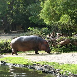 Basel Zoo 2006 - Common Hippopotamus