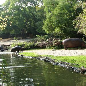 Basel Zoo 2006 - Hippopotamus family and Zebras in the background
