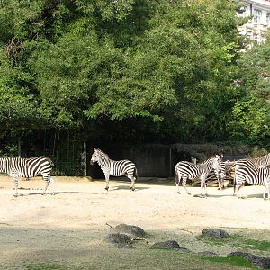 Basel Zoo 2006 - Zebra exhibit