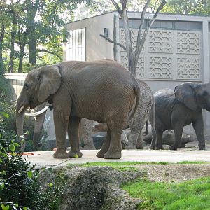 Basel Zoo 2006 - African Elephants