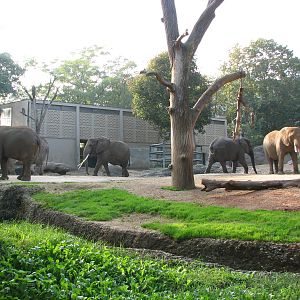 Basel Zoo 2006 - African Elephant exhibit