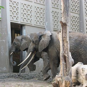 Basel Zoo 2006 - African Elephants