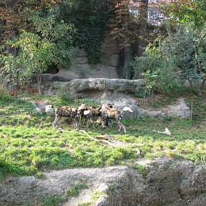 Basel Zoo 2006 - African Wild Dog exhibit