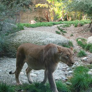 Basel Zoo 2006 - African Lioness