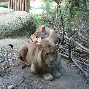 Basel Zoo 2006 - African Lions