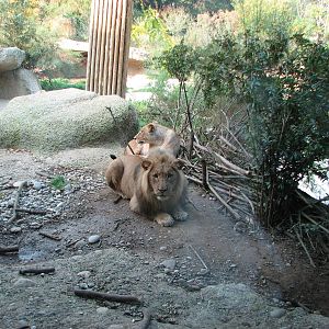 Basel Zoo 2006 - African Lions