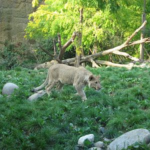 Basel Zoo 2006 - African Lion