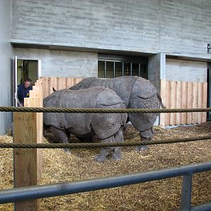 Basel Zoo 2006 - Indian Rhinoceros in the indoor stables
