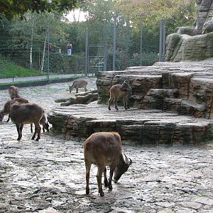 Basel Zoo 2006 - Himalayan Tahr exhibit