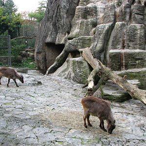 Basel Zoo 2006 - Himalayan Tahr exhibit and Snow Leopard exhibit in the bac