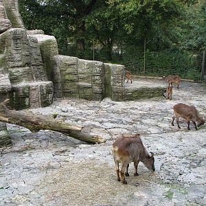 Basel Zoo 2006 - Himalayan Tahr exhibit