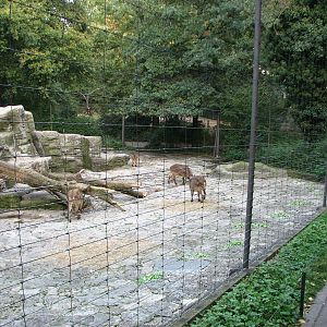 Basel Zoo 2006 - Himalayan Tahr exhibit perimeter