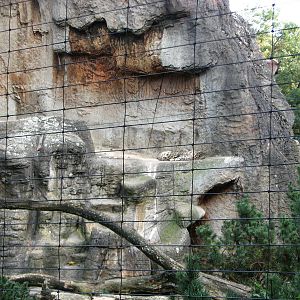 Basel Zoo 2006 - Snow Leopard